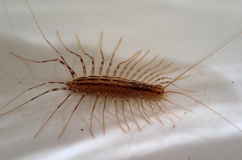 Scutigera coleoptrata